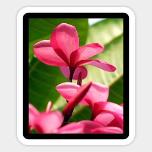 flowers-dress-lei-frangipani-floral-red-petals-shirtyshirto-45 Sticker